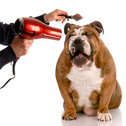 The Art Of Dog Grooming